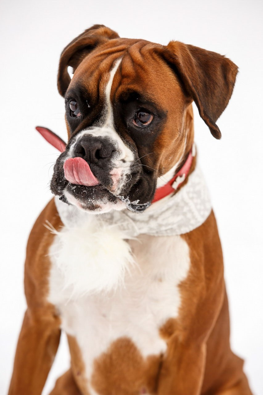 Portret šarmantnog bokser psa sa crvenim šalom na beloj snežnoj pozadini – profesionalna fotografija pasa.