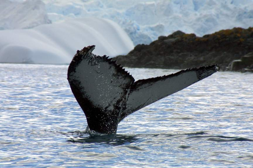 ANTARCTICA. Reportage concert portrait photography in the San Francisco Bay Area