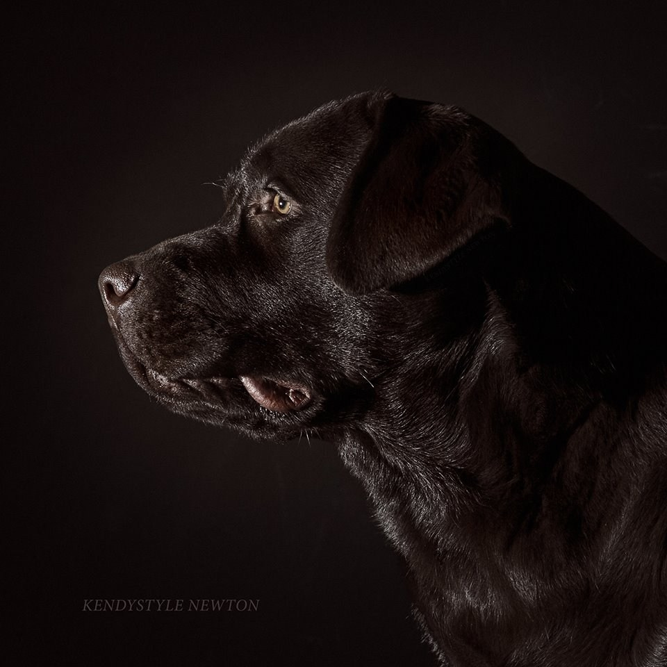 Шоколадний лабрадор ретривер