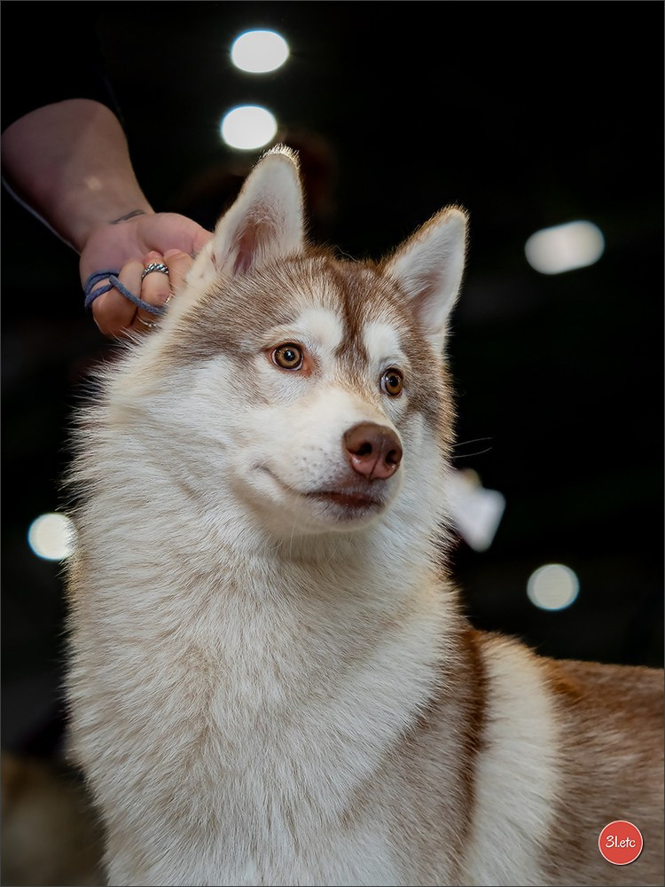 Expo canine  🇫🇷  Metz 08-09/11/2025. Photographe à Strasbourg | Portraits, Studio, Enfants, Événements