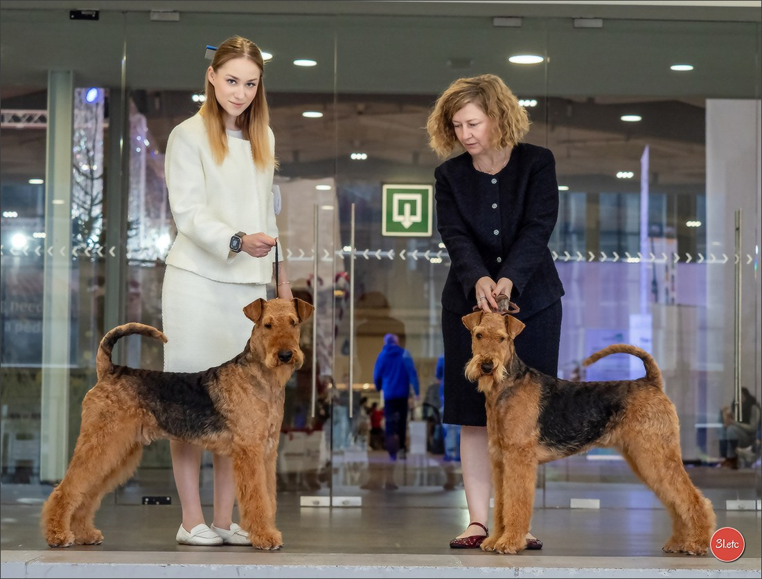 13-14.12.2025   🇧🇪   Brussels Dog Show. Photographe à Strasbourg | Portraits, Studio, Enfants, Événements