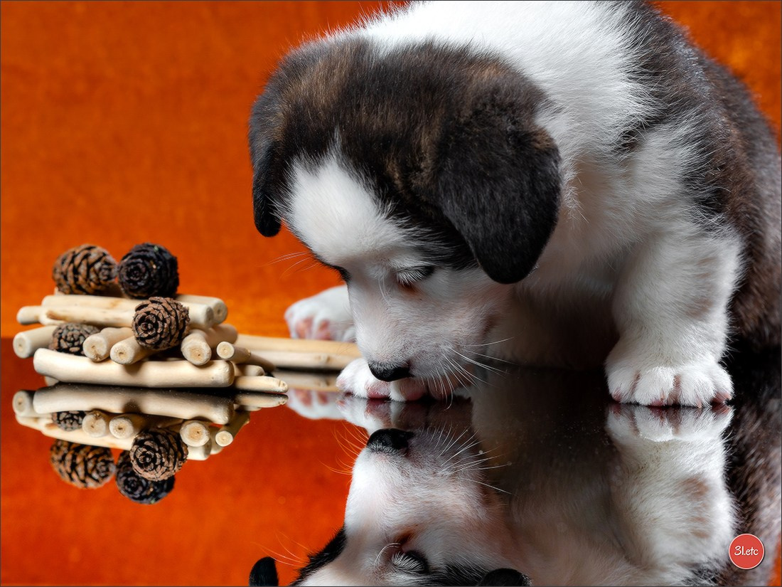 Photographie animalière. Photographe à Strasbourg | Portraits, Studio, Enfants, Événements