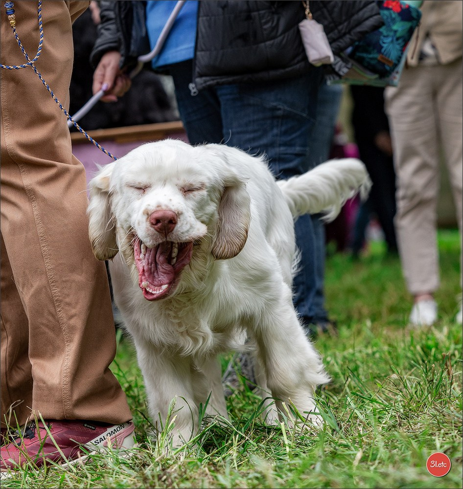 Expo canine Nancy  🇫🇷  25/05/2025. Photographe à Strasbourg | Portraits, Studio, Enfants, Événements