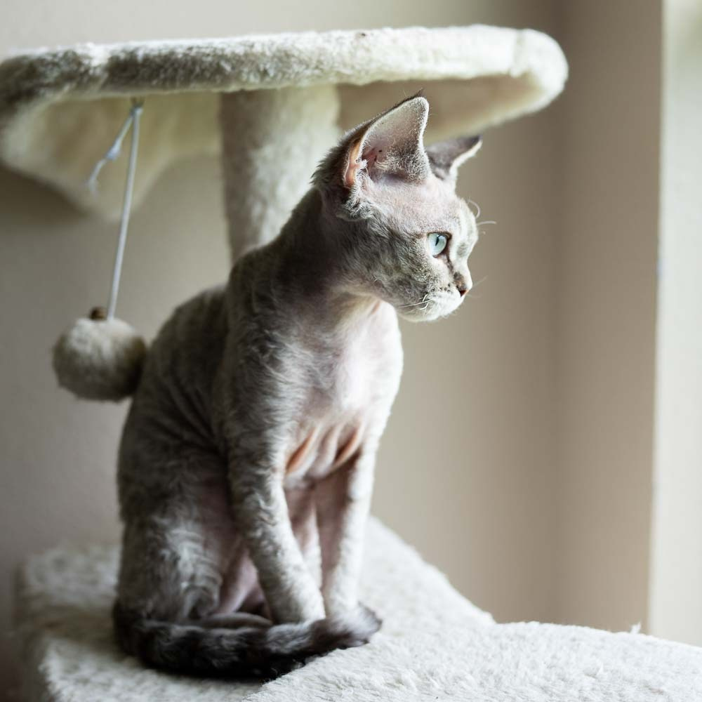Fuzzy, boy, born on 01.01.25. Devon Rex Pixie Cattery