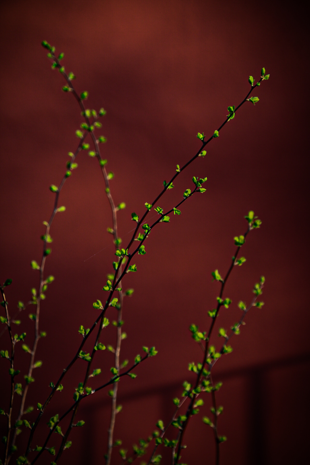 Natur und Stadt. Marina, Fotograf aus Nürnberg