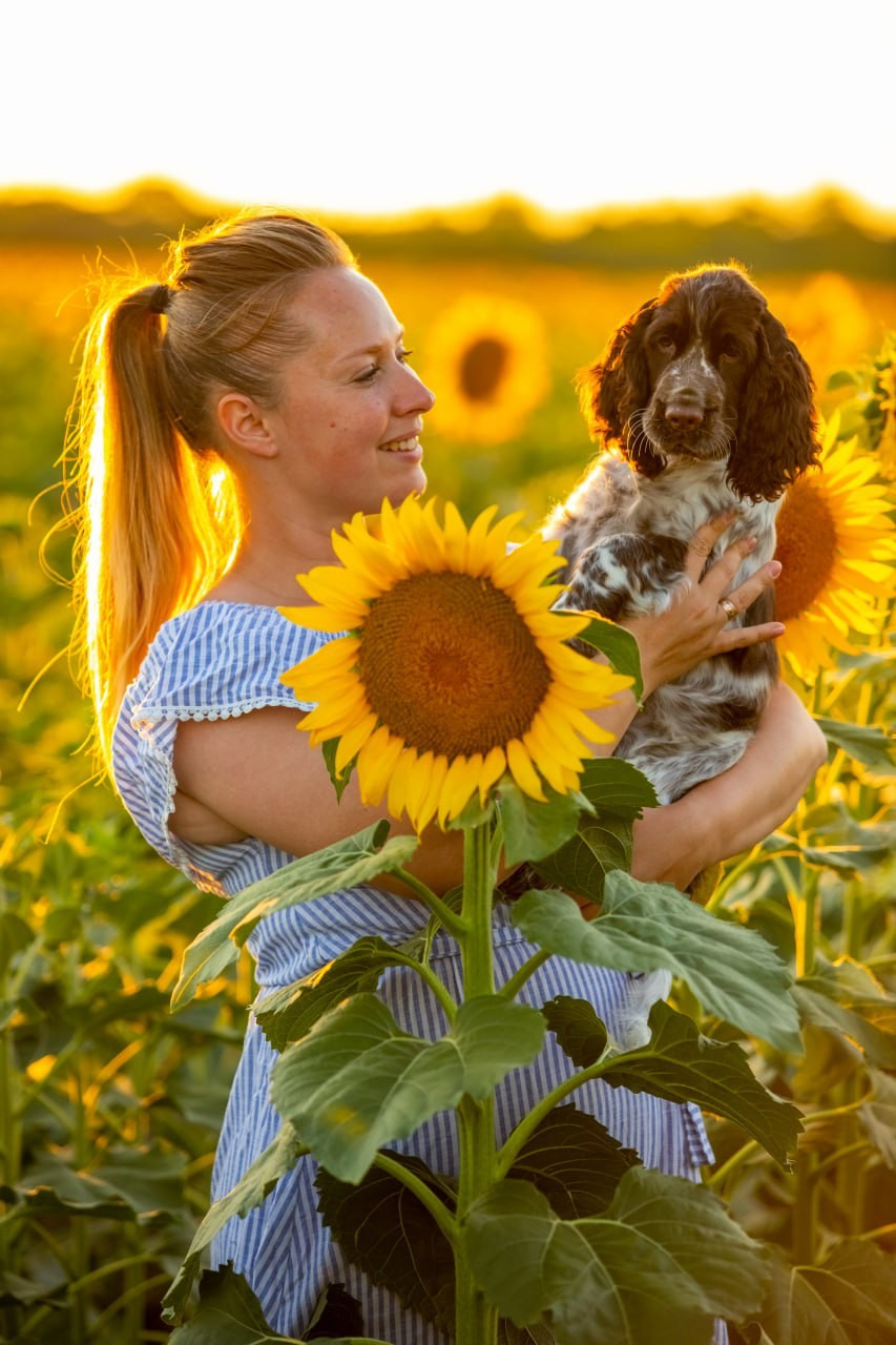 English Springer Spaniel female show stance conformation