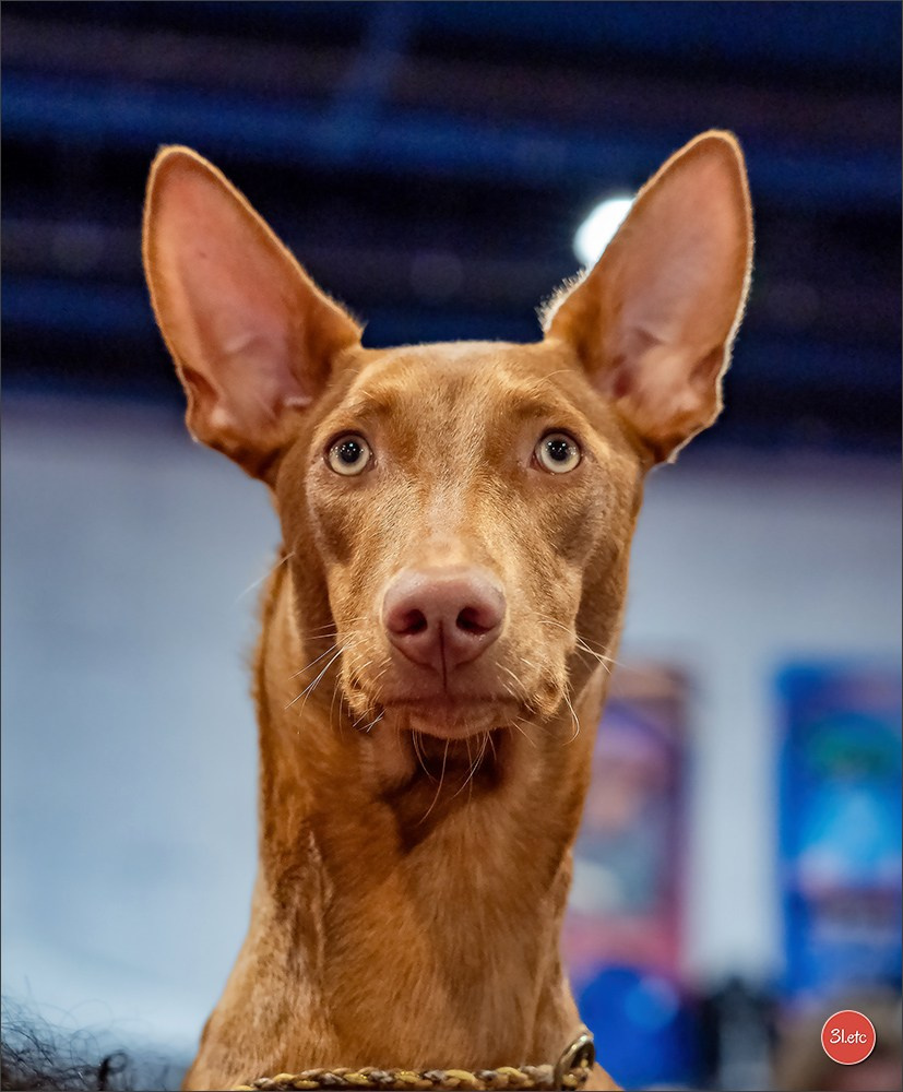 🇫🇷  Angers  🇫🇷  Expo canine  21-22/03/2026. Photographe à Strasbourg | Portraits, Studio, Enfants, Événements