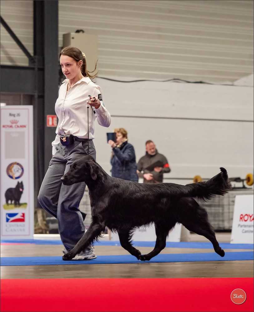 🇫🇷  Angers  🇫🇷  Expo canine  21-22/03/2026. Photographe à Strasbourg | Portraits, Studio, Enfants, Événements
