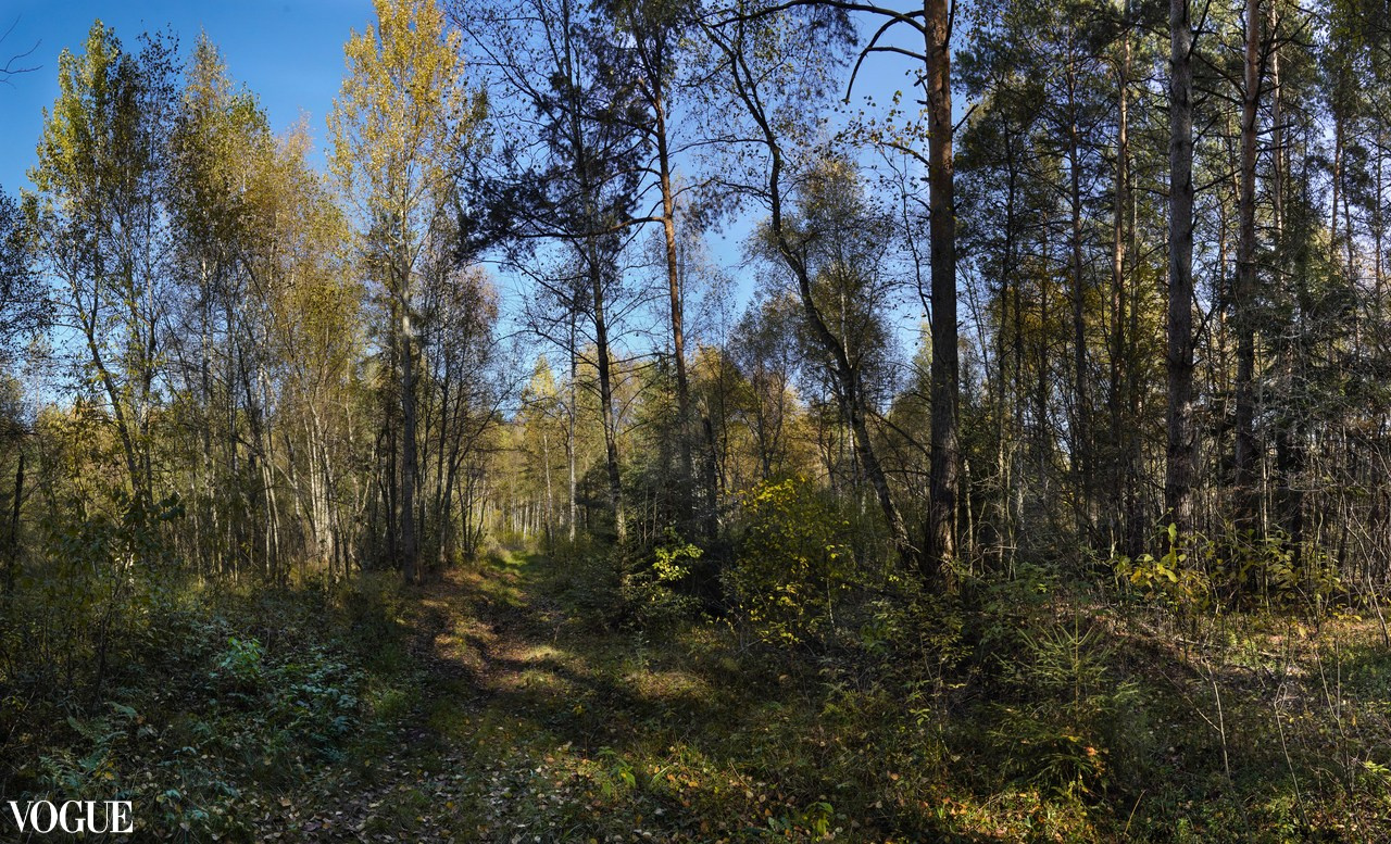 Сказка подмосковного леса. Суть фотографии в стиле изобразительного искусства