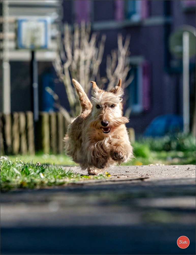 Photographie animalière. Photographe à Strasbourg | Portraits, Studio, Enfants, Événements
