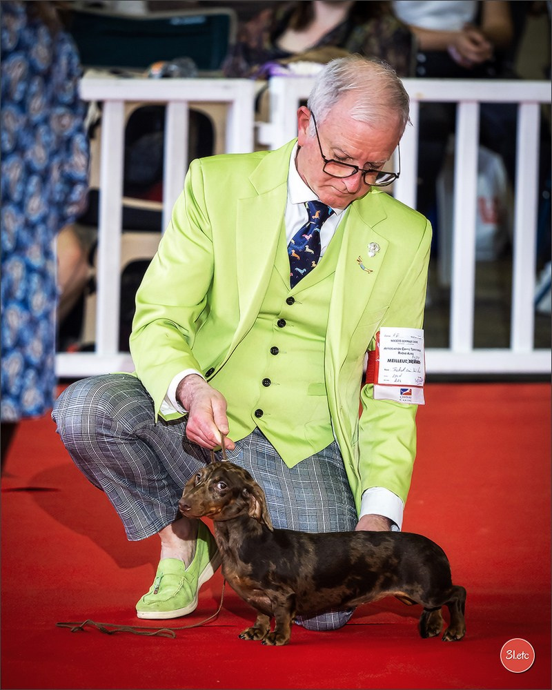 Expositions canines 14 avril 2024 Lyon. Photographe à Strasbourg | Portraits, Studio, Enfants, Événements