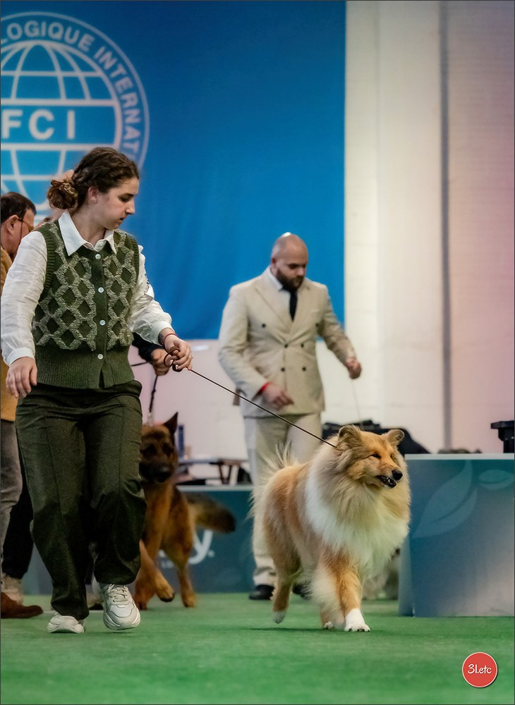 Dog Show  🇮🇹  San Marino. Photographe à Strasbourg | Portraits, Studio, Enfants, Événements