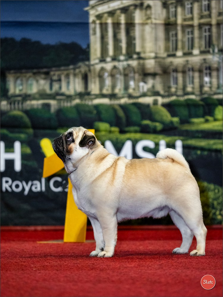 14-15.12.2024 Brussels Dog Show 🇧🇪. Photographe à Strasbourg | Portraits, Studio, Enfants, Événements