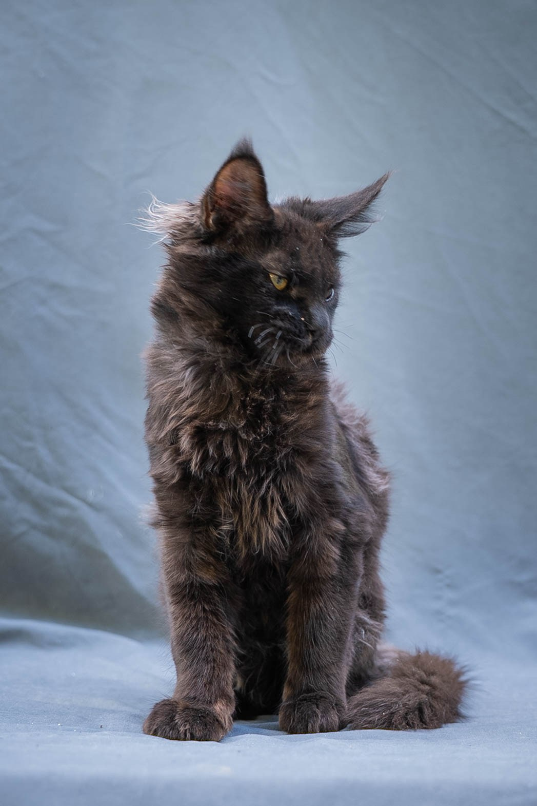 Senator Viola. Senator Cat — Maine Coon cattery