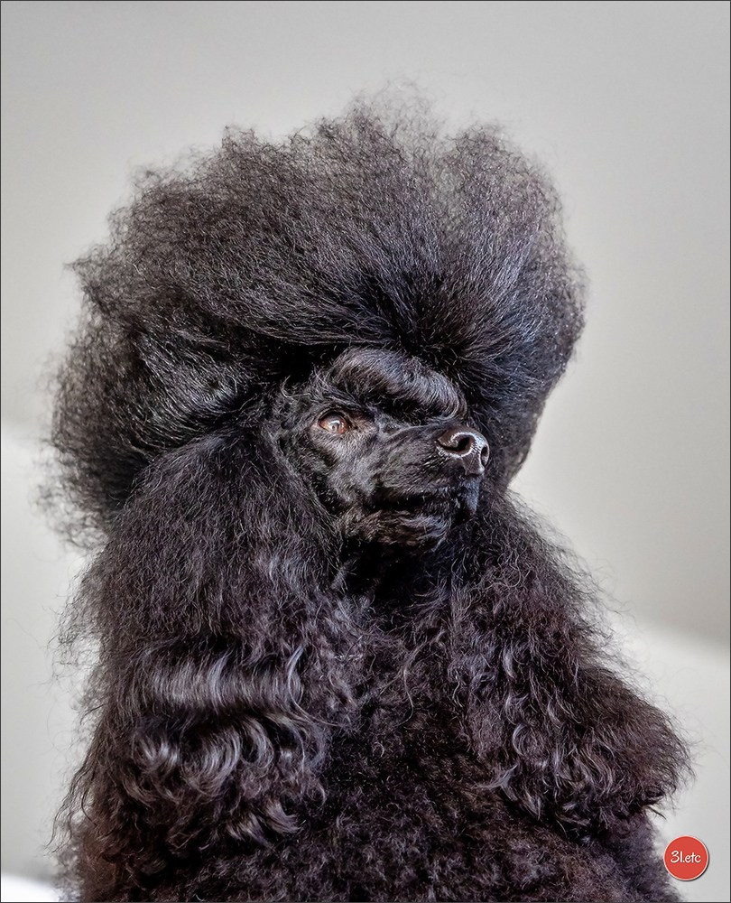 13-14.12.2025   🇧🇪   Brussels Dog Show. Photographe à Strasbourg | Portraits, Studio, Enfants, Événements