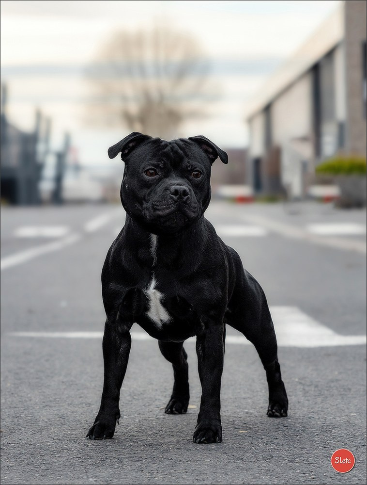 PDS  🇫🇷  Paris Dog Show  🇫🇷  Expo canine  10-11/01/2026. Photographe à Strasbourg | Portraits, Studio, Enfants, Événements