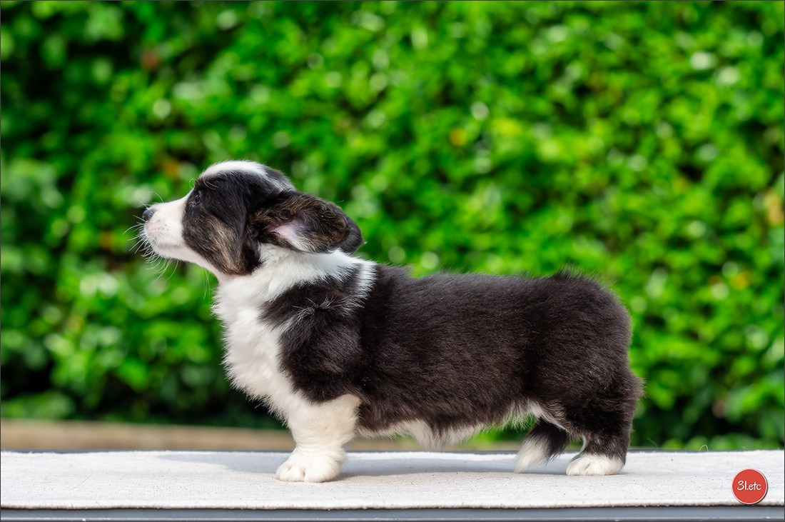 Puppies 03/06/2025. Photographe à Strasbourg | Portraits, Studio, Enfants, Événements