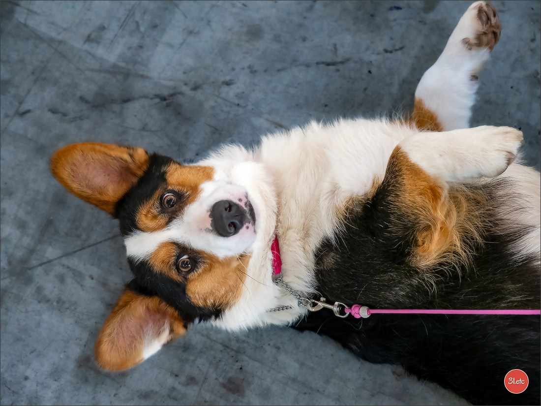 PDS  🇫🇷  Paris Dog Show  🇫🇷  Expo canine  10-11/01/2026. Photographe à Strasbourg | Portraits, Studio, Enfants, Événements