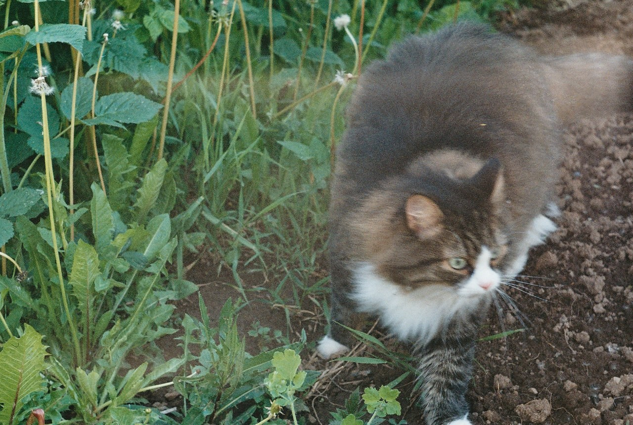 Ochyor (Perm region, Russia) 2013. Elena Zykova film photographer in London