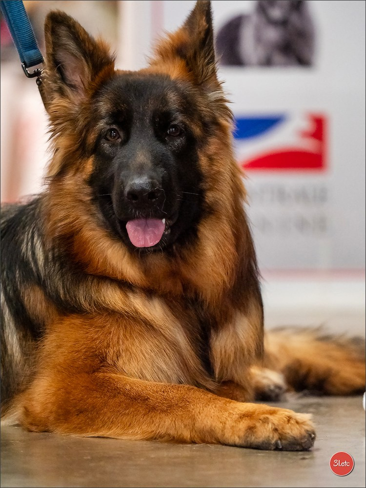 🇫🇷Exposition Canine Internationale de Perpignan. Photographe à Strasbourg | Portraits, Studio, Enfants, Événements