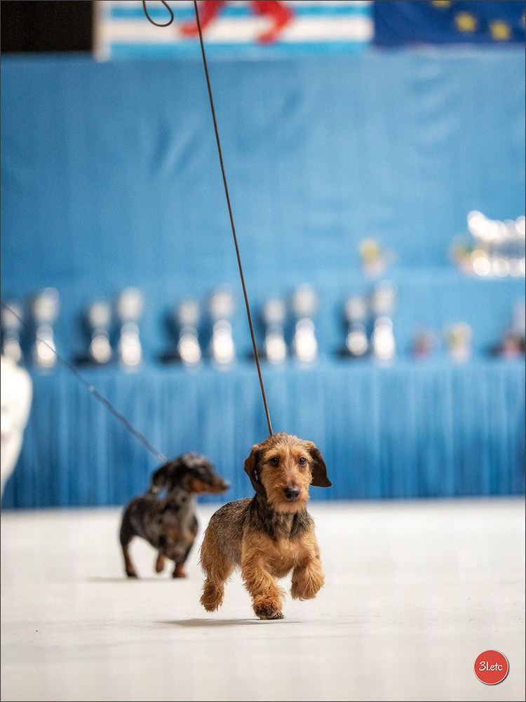 🇱🇺 LUXEMBOURG 🇱🇺 International Dog Show 🇱🇺 30/08 - 31/08/2025. Photographe à Strasbourg | Portraits, Studio, Enfants, Événements
