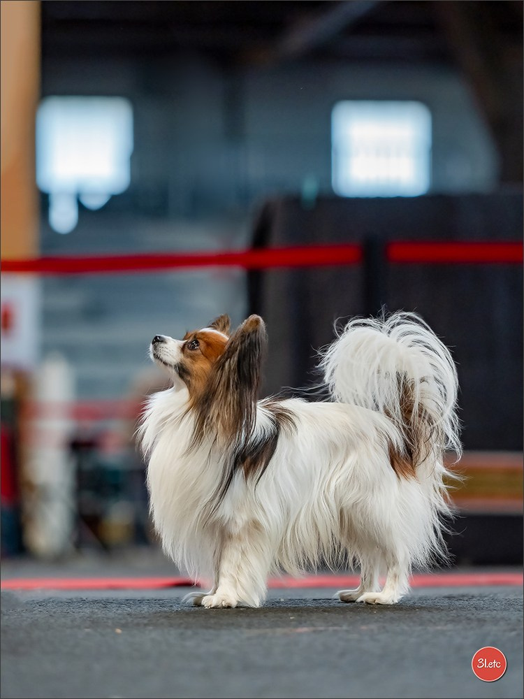 Expo canine 🇫🇷 Poitiers 18-19/10/2025. Photographe à Strasbourg | Portraits, Studio, Enfants, Événements