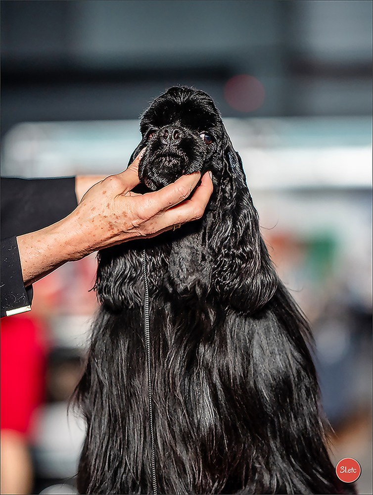 🇨🇭 Geneva Dog Show 15-17/11/2024. Photographe à Strasbourg | Portraits, Studio, Enfants, Événements