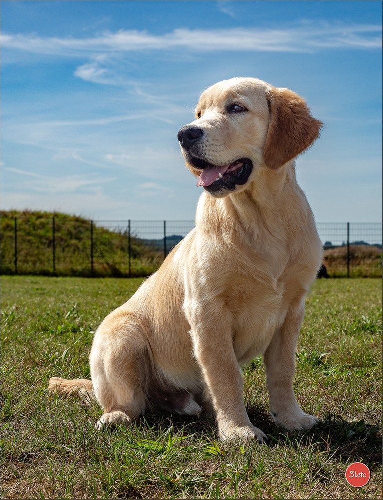 Expo canine 🇫🇷 MARGNY LES COMPIEGNE 06-07/09/2025. Photographe à Strasbourg | Portraits, Studio, Enfants, Événements