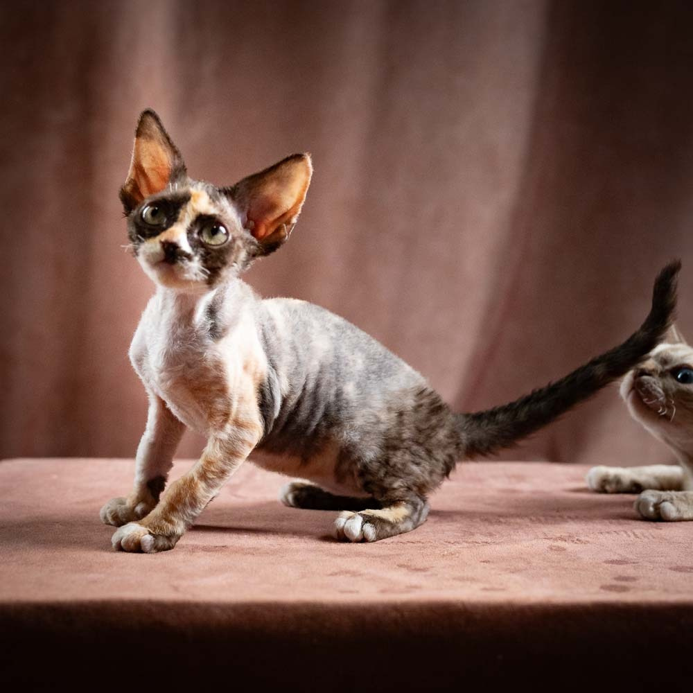 Polly, girl, born 02.11.26. Devon Rex Pixie Cattery
