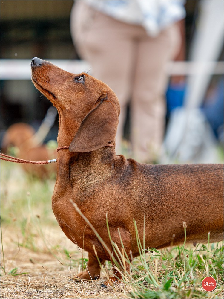 Expo canine (Teckel) Strasbourg Hoerdt  🇫🇷  5-6/07/2025. Photographe à Strasbourg | Portraits, Studio, Enfants, Événements