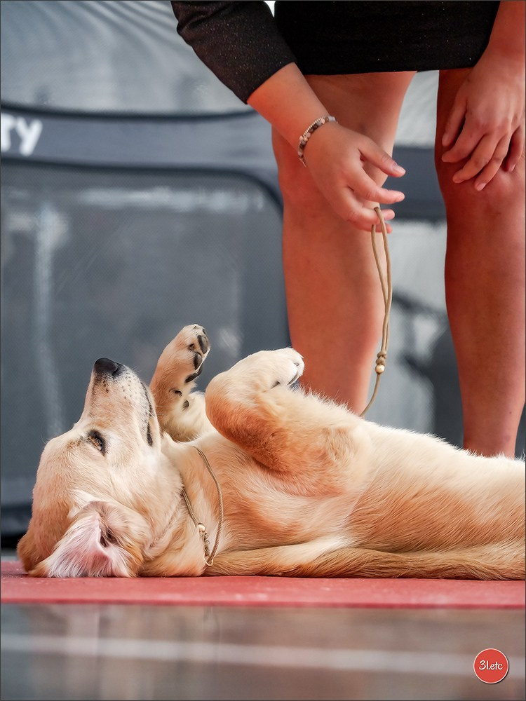 Expo canine 🇫🇷 MARGNY LES COMPIEGNE 06-07/09/2025. Photographe à Strasbourg | Portraits, Studio, Enfants, Événements