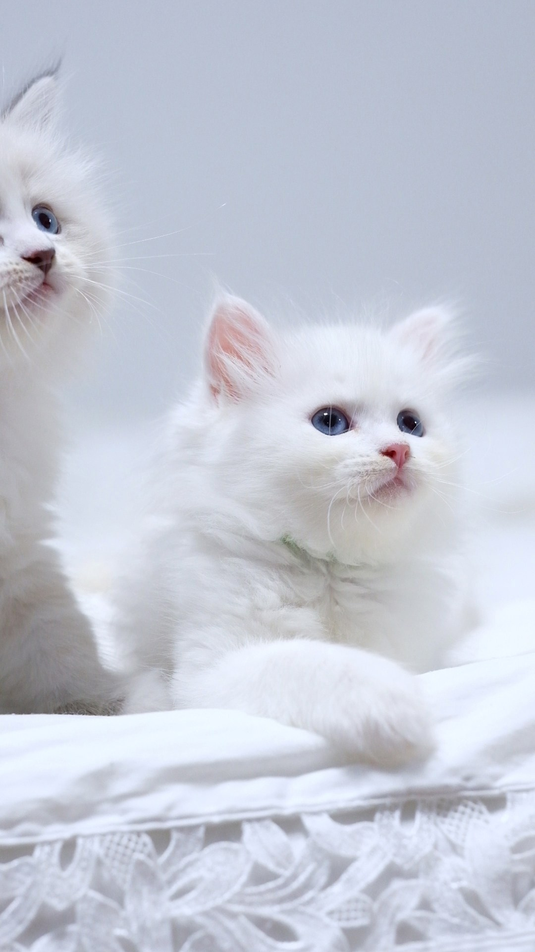 N-Bellatrix. SIBERIALIS: Katzenzucht von Sibirischen und Neva Masquarade Katzen
