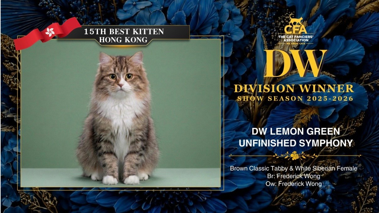 DW Lemon Green Unfinished Symphony🥇 Best Siberian Kitten International 🥇 Top-Ranked Siberian Kitten International 🏆 15th Best Kitten in HK