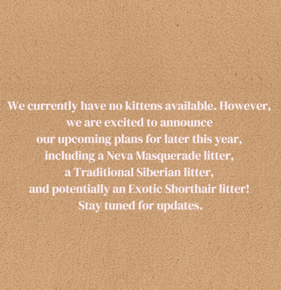 Updates. LEMON GREEN SIBERIANS 香港西伯利亞貓舍