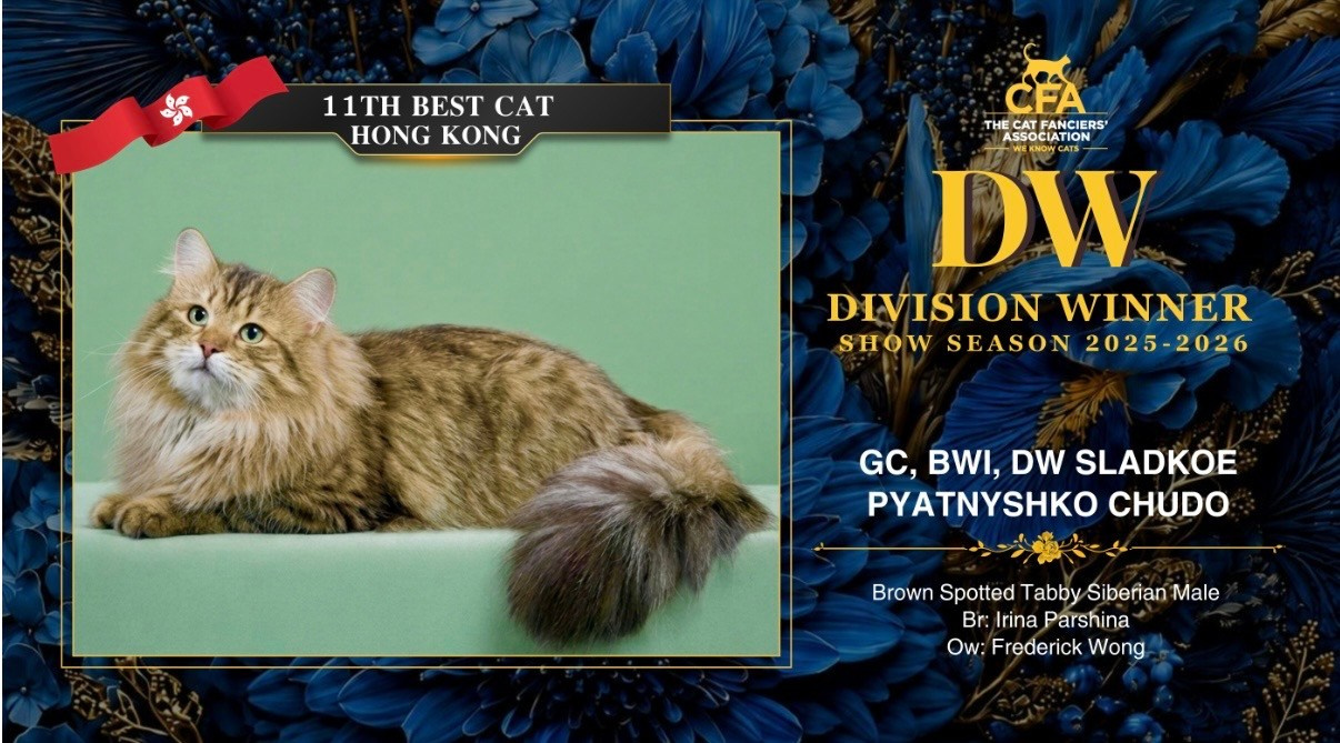 GC BWI DW Sladkoe Pyatnyshko Chudo🥇 Best of Breed  International 🥇 1st One-Show-Grand Siberian in HK🏆 11th Best Cat in HK🥇 Top-Ranked Siberian in HK