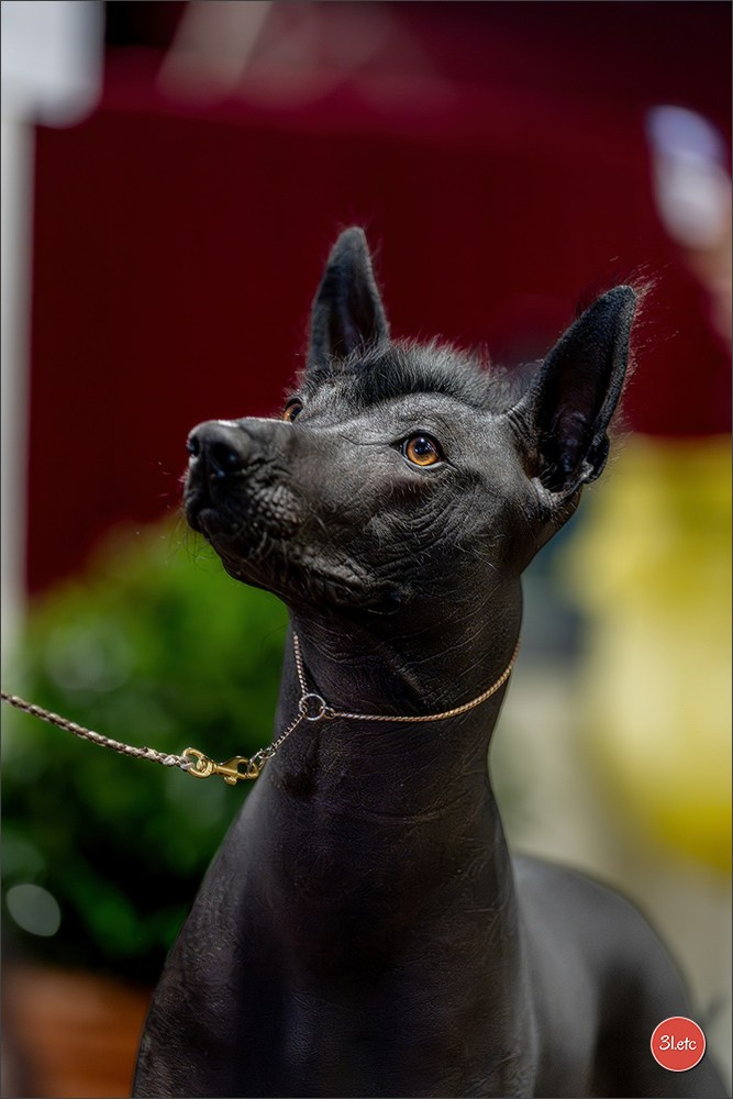Expo canine 🇲🇨 Monaco 9-10/05/2026. Photographe à Strasbourg | Les animaux, Portraits, Studio, Événements