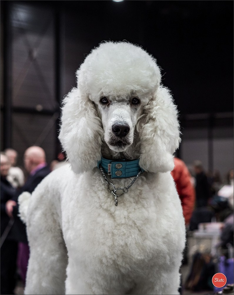 🇩🇪 Offenburg  International Dogshow 09-10.03.24 🇩🇪. Photographe à Strasbourg | Portraits, Studio, Enfants, Événements