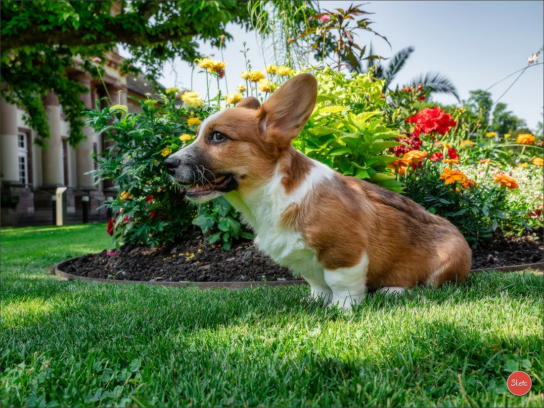 Photographie animalière. Photographe à Strasbourg | Portraits, Studio, Enfants, Événements