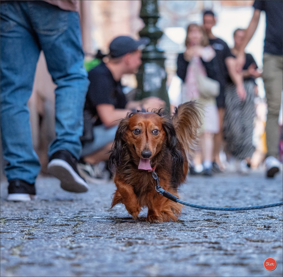 Teckels Parade Strasbourgeoise  Vous pouvez voir le galerie de photos. Photographe à Strasbourg | Portraits, Studio, Enfants, Événements
