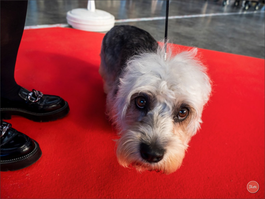 Exposition Canine à  Margny-lès-Compiègne 14-15/09/2024. Photographe à Strasbourg | Portraits, Studio, Enfants, Événements