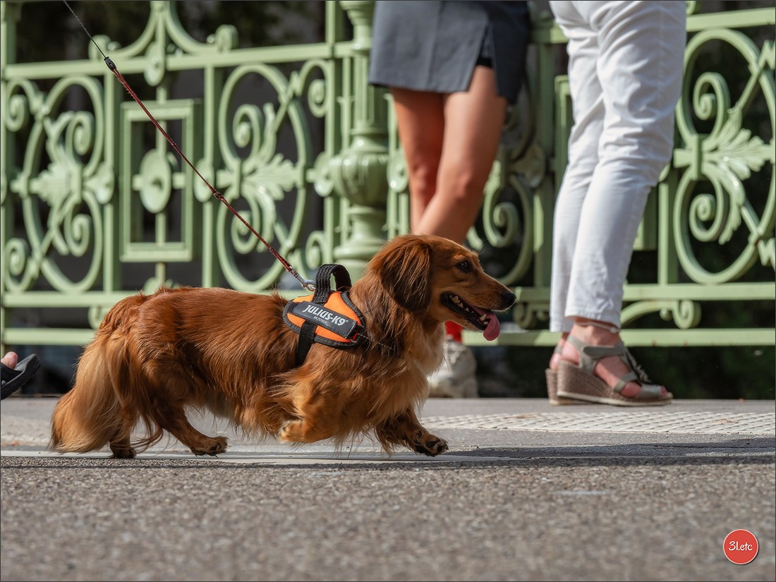 Teckels Parade Strasbourgeoise  Vous pouvez voir le galerie de photos. Photographe à Strasbourg | Portraits, Studio, Enfants, Événements