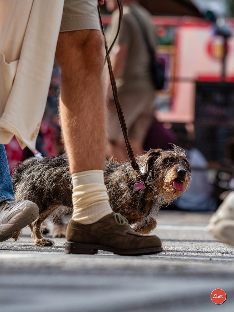Teckels Parade Strasbourgeoise  Vous pouvez voir le galerie de photos. Photographe à Strasbourg | Portraits, Studio, Enfants, Événements