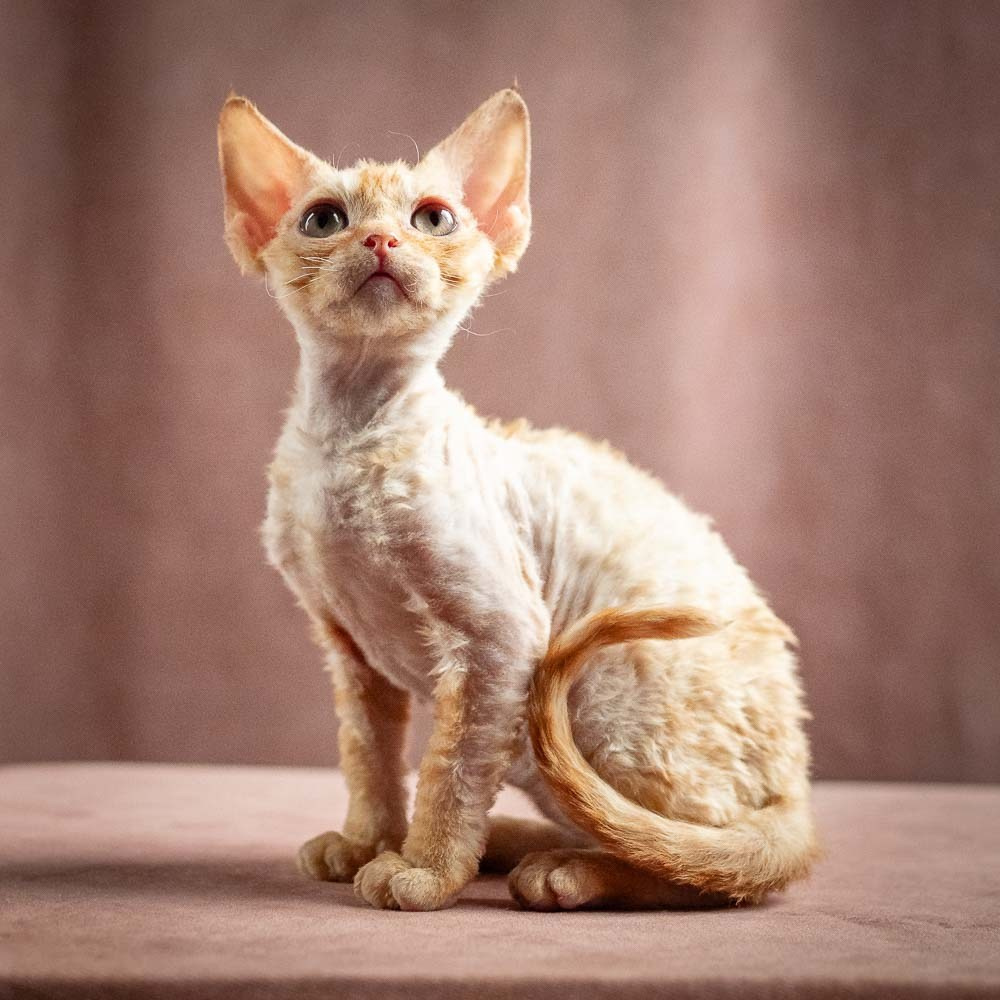 Piper, girl, born 02.11.26. Devon Rex Pixie Cattery