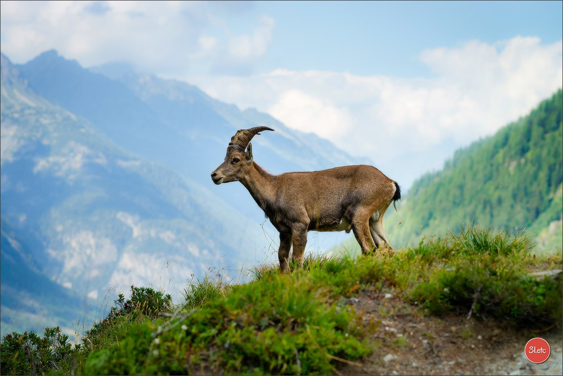 Photographie animalière. Photographe à Strasbourg | Portraits, Studio, Enfants, Événements