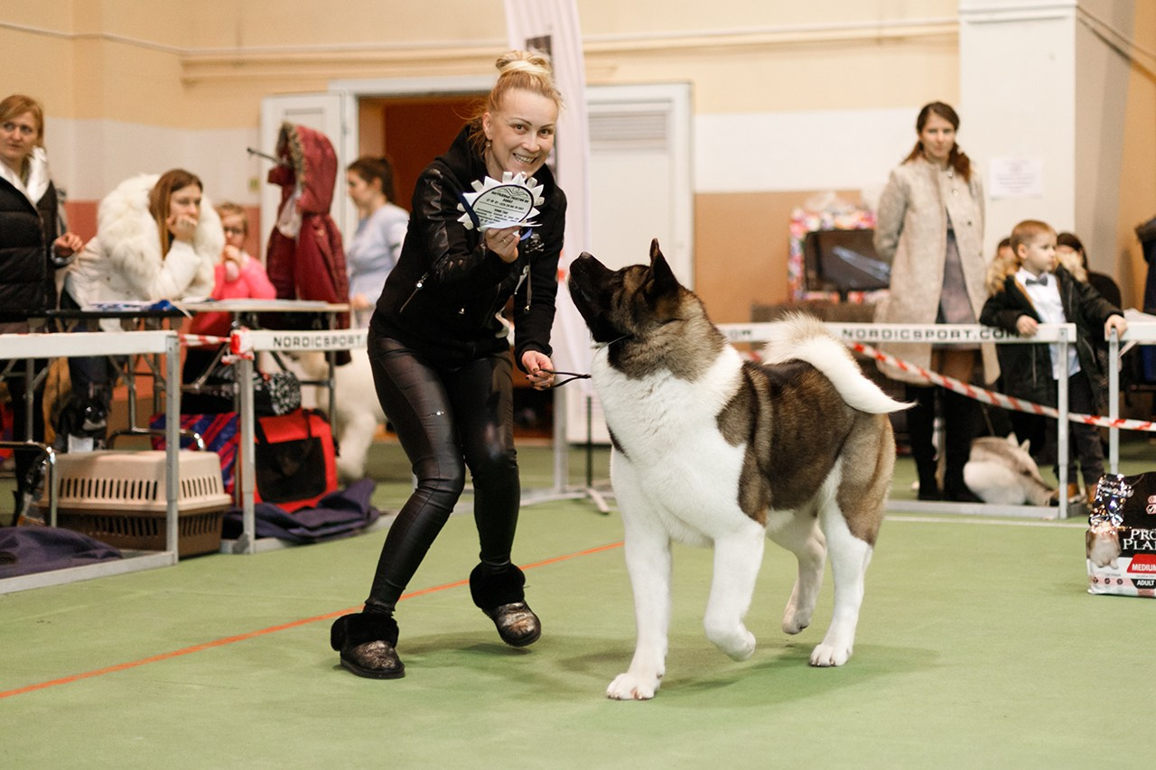 Grodno dog show. Kaja | fotograf we Wrocławiu | ludzie i psy