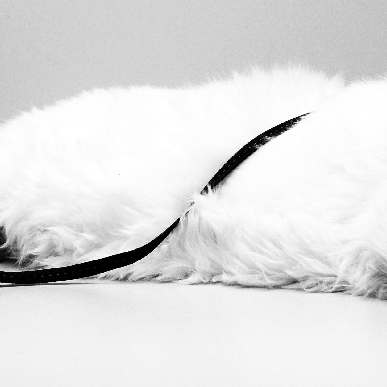 ANIMAL FEAR. Documentary photographer, visual artist based in Germany