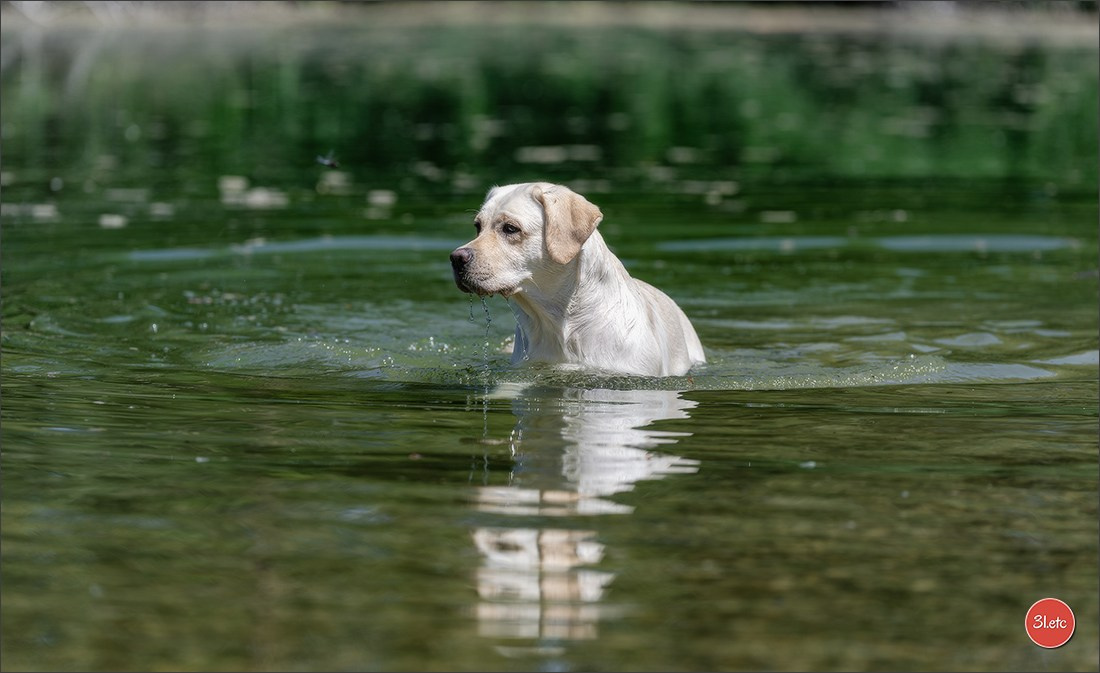 Dog Show - Hallbergmoos 🇩🇪 11-12/07/2026