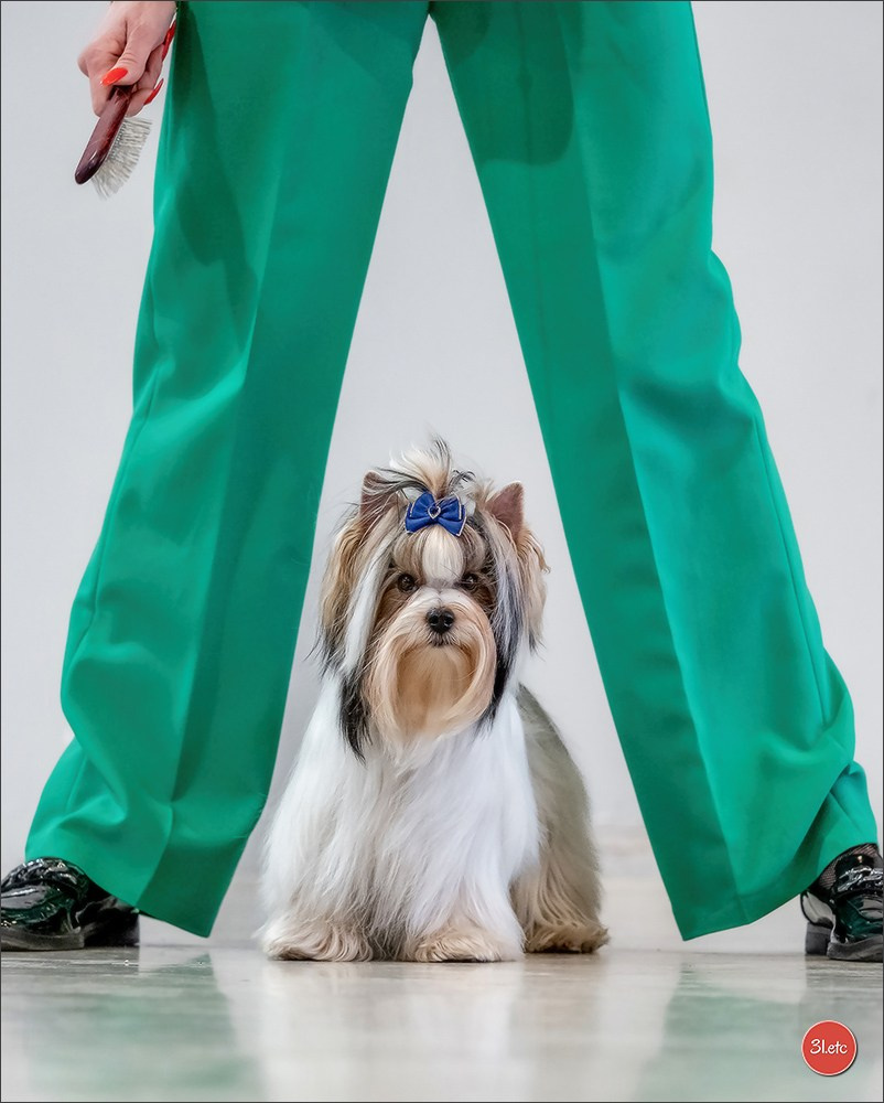 🇫🇷  Chalons en Champagne  🇫🇷  Expo canine  31/01-01/02/2026. Photographe à Strasbourg | Portraits, Studio, Enfants, Événements