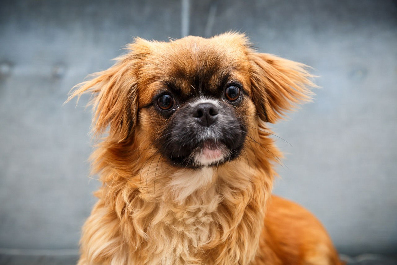 Šarmantni portret pekinezera u prirodnom osvetljenju.