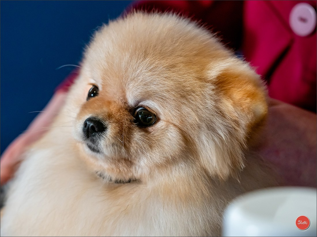 Expositions canines des 6 & 7 avril 2024 NDS Mulhouse, France. Photographe à Strasbourg | Portraits, Studio, Enfants, Événements